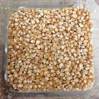ذرت خشک 500 گرمی