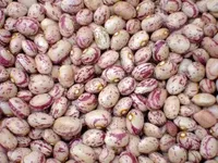 لوبیا چیتی یک کیلویی